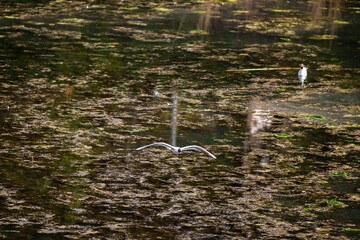 flight of a Seagull over the lake in the Park. Black-headed gull. Algae in the pond water.