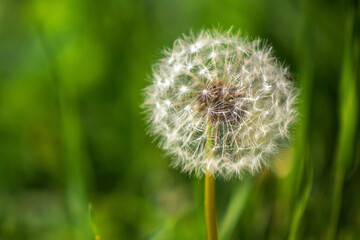 Fototapeta premium white dandelion in the field. One flower on a green blurred background. Spring field flower. Weed on the lawn.