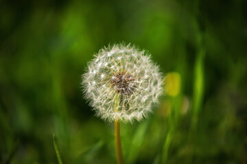 white dandelion in the field. One flower on a green blurred background. Spring field flower. Weed on the lawn.