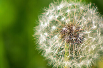 white dandelion in the field. One flower on a green blurred background. Spring field flower. Weed on the lawn.