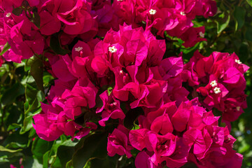 Close up of bright pink bougainvillea flower on a sunny day.