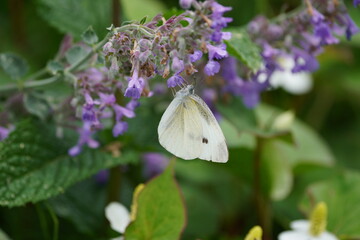 cabbage butterfly on flower