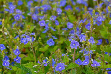 Blue flowers of Veronica chamaedrys in green grass, floral background. 