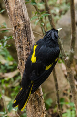 Fototapeta premium Black-crested tropical bird perches on a branch.