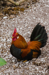 Loose rooster at a botanical garden.