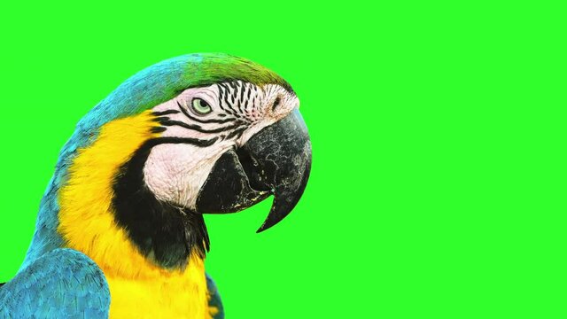 Animated dancing bird. Blue and yellow macaw doing a happy dance with a naughty expression. Transparent background with alpha matte.