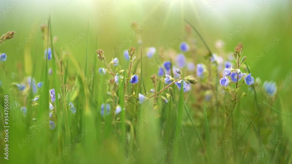 Aufkleber Violet summer field flower on the wind. Small delicate flowers in the grass in a meadow in the rays of the setting sun. Summer nature concept with blurred bokeh background