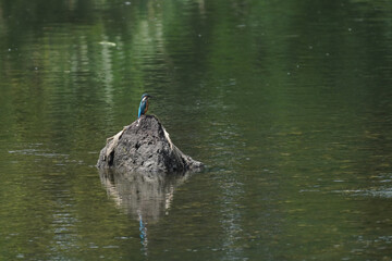 Obraz na płótnie Canvas kingfisher on rock