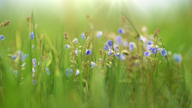 Violet summer field flower on the wind. Small delicate flowers in the grass in a meadow in the rays of the setting sun. Summer nature concept with blurred bokeh background