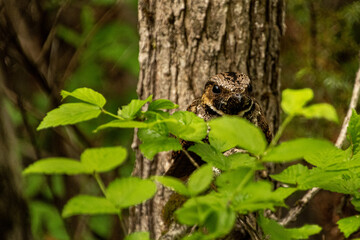 Eastern Whip-poor-will perched in tree