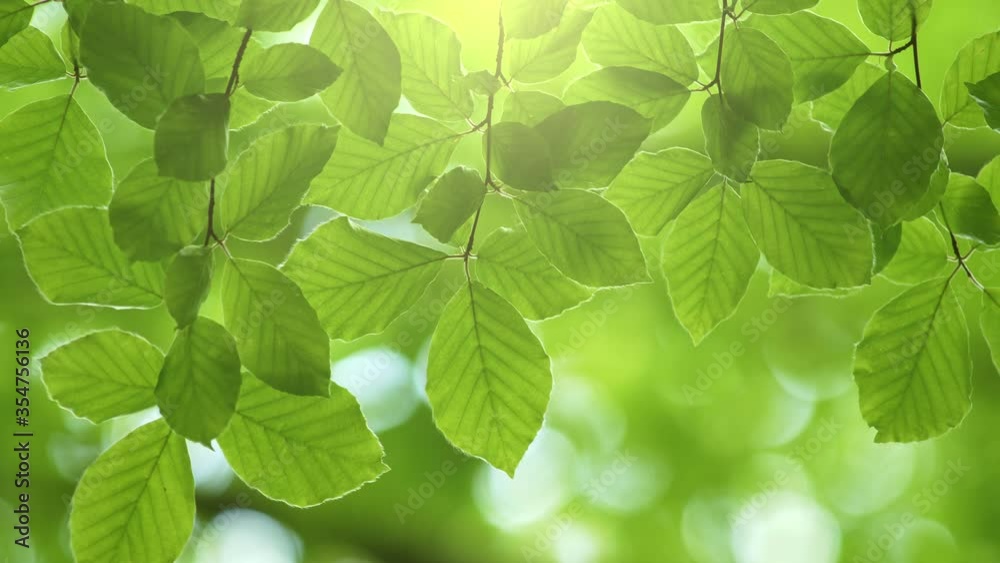 Poster fresh green leaves on a tree sway in the wind. elegant green background of green leaves and bokeh. u