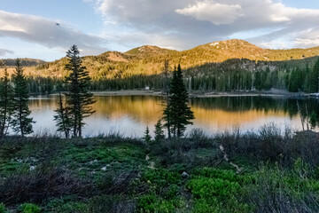 Mountain lake among the forest trees