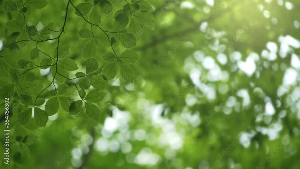 Poster background with green leaves on the wind and space for text. green summer abstract background. 4k