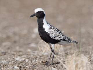 Black-bellied Plover in Alaska