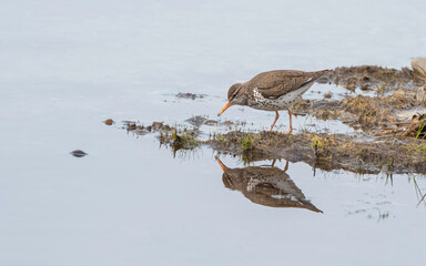Spotted Sandpiper in Alaska