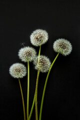 A few white dandelions on a black background, flat layer