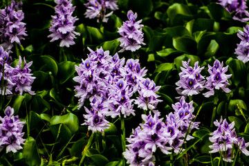 Purple flowers