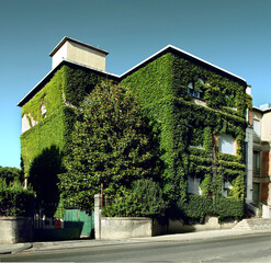 Abandoned building walls covered with ivy and magnolia tree. Pisa. Italy.