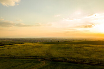 Aerial view of bright green agricultural farm field with growing rapeseed plants and cross country dirt road at sunset.