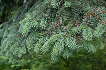 Picea abies European or Norway spruce