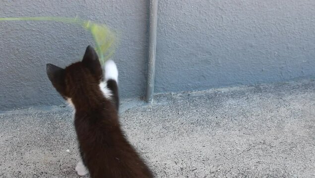 Dos gatos peque&ntilde;os jugando con una palma 