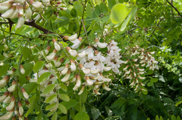 Black locust or false acacia Robinia pseudoacacia flowers
