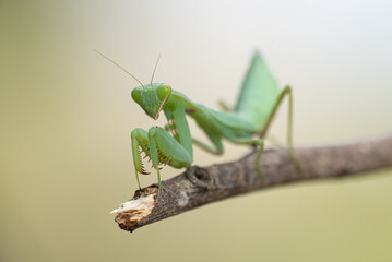 green praying mantis on dead branches / Mantis religiosa
