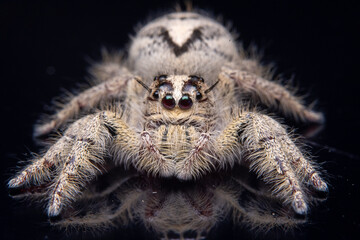 Jumping spider on Black background