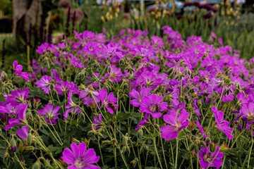 Obraz premium Flower meadow in purple