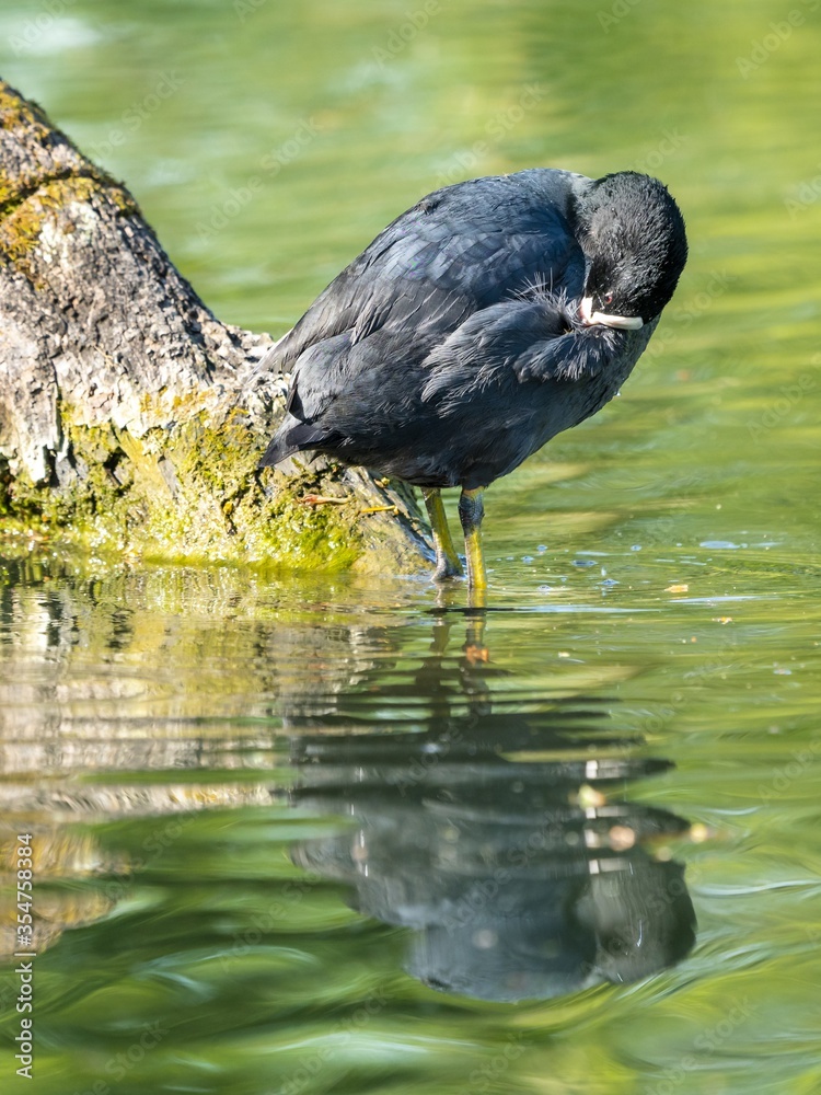 Sticker vertical closeup shot of a black bird standing in the lake and reflected in the water