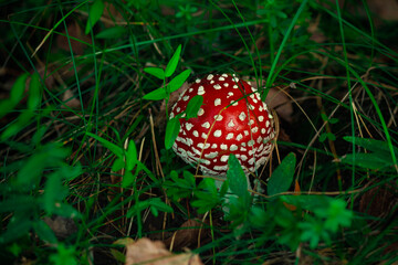 Toxic  red Fly Agaric mushroom  in grass on autumn forest background.  Red poisonous Amanita Muscaria fungus macro close up on green and yellow  leaves