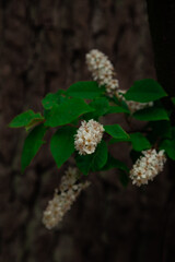 Blooming Prunus padus in forest, known as bird cherry, or Mayday tree.