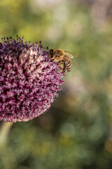 Macro shot of a bee on a flower
