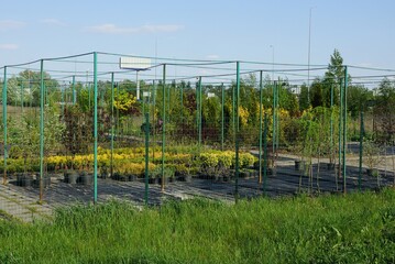 Obraz premium nursery with rows of black flowerpots with colored ornamental plants behind the green metal grid of the fence wall on the street