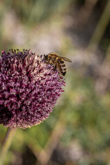 Macro shot of a bee on a flower