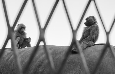 Macacos sobre rinoceronte en el zoo