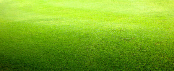 grass background Golf Courses green lawn - 354759304