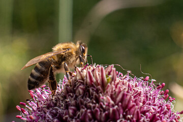 Macro shot of a bee on a flower
