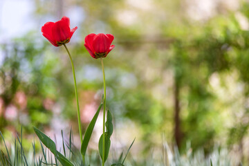 Fototapeta premium Closeup of red tulip flowers blooming in spring garden outdoors.