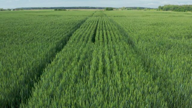 Aerial drone flying over close to surface field of winter wheat and countryside at sunny cloudy spring time. Wonderful drone video for ecological concept