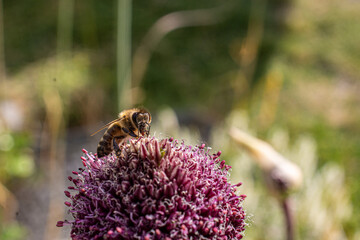 Macro shot of a bee on a flower