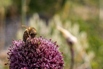 Macro shot of a bee on a flower