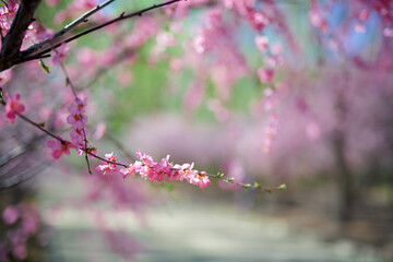 A spring scene of flowers in full bloom.