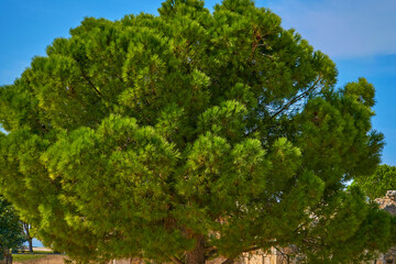 A fluffy green tree. Plants Of Turkey. Calabrian pine, Pinus brutia. Turkish Pine, close-up