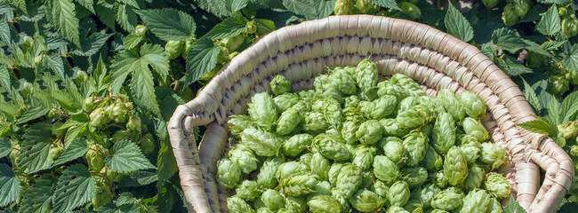 Cones of hops in a basket for making natural fresh beer, concept of brewing. Beautiful panoramic...