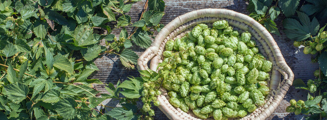 Cones of hops in a basket for making natural fresh beer, concept of brewing. Beautiful panoramic...