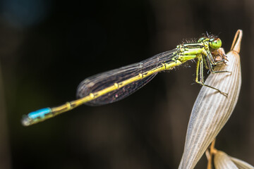 Dragon Fly - Azure Bluet  having fun in summer sun light.