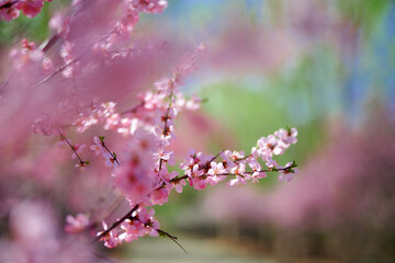 A spring scene of flowers in full bloom.