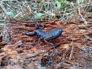 Close up Thelyphonida (also called whip scorpions, pekok, ketonggeng, vinegaroons,  vinegarroons, vinegarones, uropygids) with a natural background. The exotic small balck animal.
