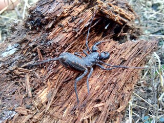 Close up Thelyphonida (also called whip scorpions, pekok, ketonggeng, vinegaroons,  vinegarroons, vinegarones, uropygids) with a natural background. The exotic small balck animal.
